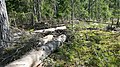 Finnish forest at its most beautiful ... - panoramio.jpg