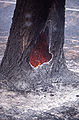 Fire burns from the inside out in this tree