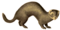 European polecat