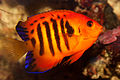 Flame angelfish (Centropyge loricula).jpg