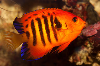 Flame angelfish Species of fish