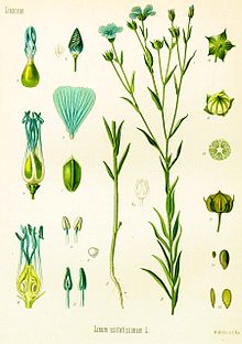 Anexo Plantas Medicinales H M Wikipedia La Enciclopedia Libre