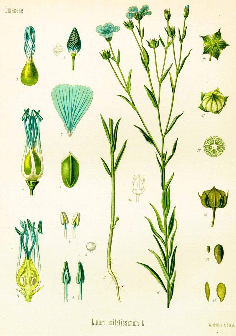 Linum usitatissimum - Wikipedia, la enciclopedia libre