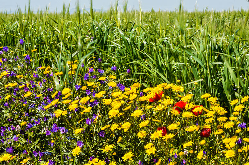 File:Fleurs (Hesiane).jpg