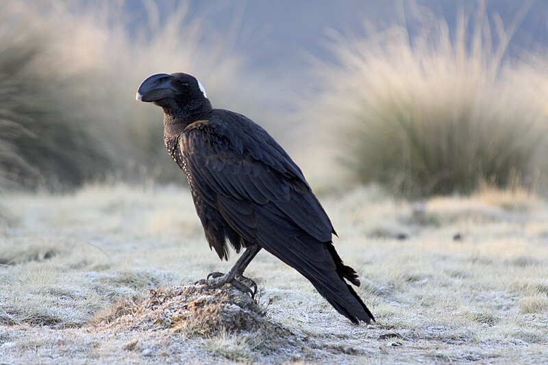 File:Flickr - don macauley - Corvus crassirostris.jpg