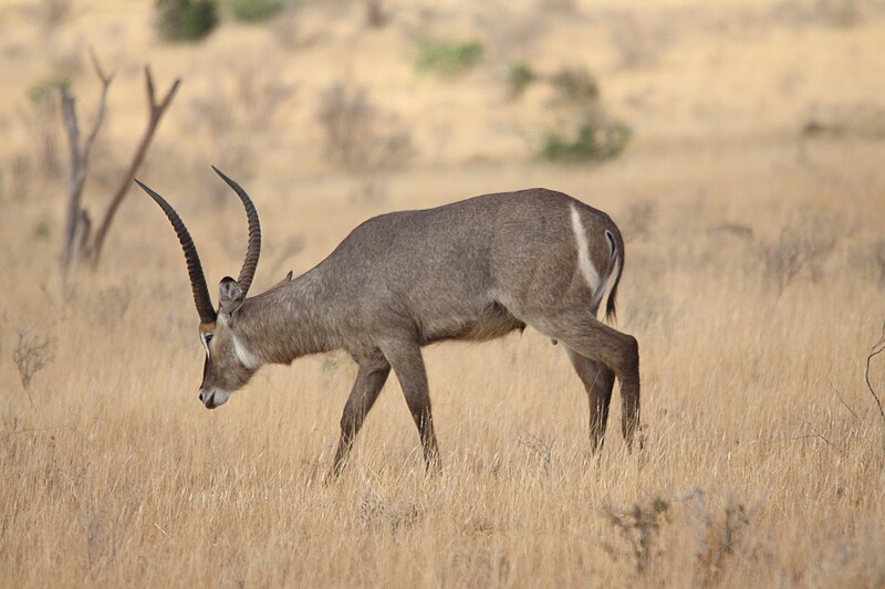 File:Flickr - don macauley - Kobus ellipsiprymnus 2.jpg