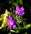 Flora of Baden-Württemberg