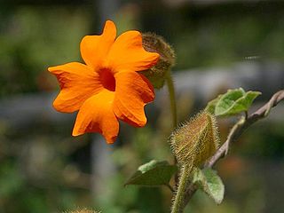 <i>Thunbergia gregorii</i> Species of flowering plant