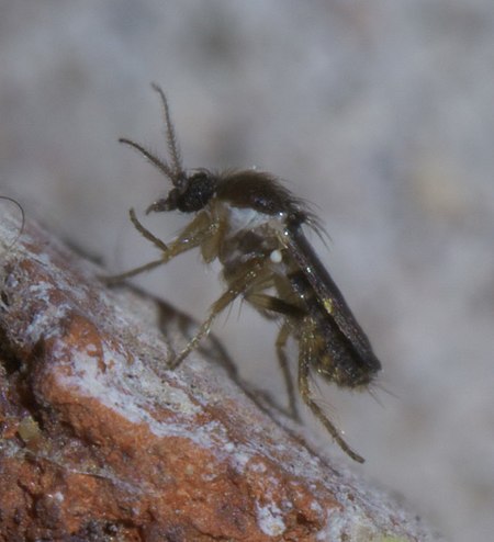 Forcipomyia P1560809a.jpg