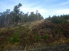 Forest Boundary - geograph.org.uk - 5201035.jpg