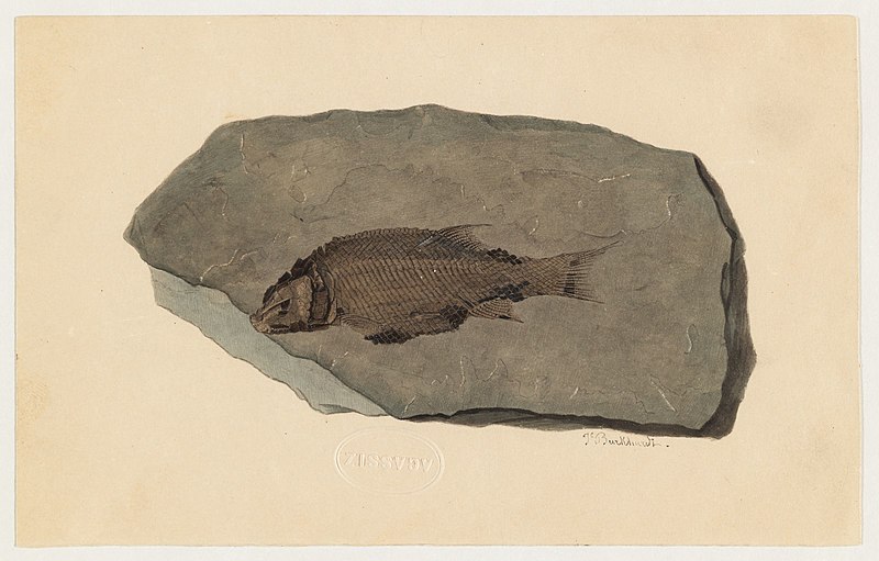 File:Fossil fish.jpg