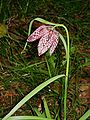 Fritillaria meleagris