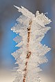 Frost on birch stem in Norway