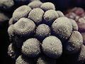 Frozen blackberry.jpg