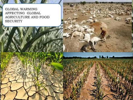 Climate change is affecting global agriculture and food security