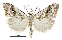 Gadira acerella male.jpg