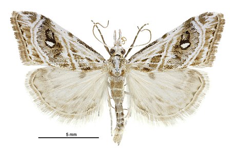 Gadira acerella