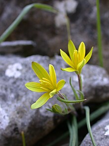 Gagea chlorantha — Гусиный лук зеленовато-жёлтый