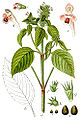 Galeopsis bifida vol. 11 - plate 36 in: Jacob Sturm: Deutschlands Flora in Abbildungen (1796)