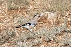 Garrulus glandarius Eurasian Jay Alakarga