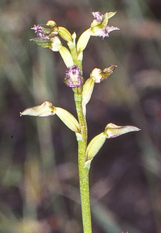 <i>Genoplesium apostasioides</i> Species of orchid