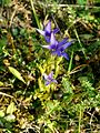 Gentianopsis ciliata Germany - Rheinland-Pfalz