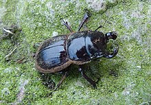 Geodorcus sororum 131380652.jpg