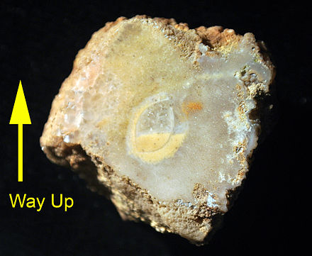 Geopetal structure in bivalve boring in coral; bivalve shell visible; Matmor Formation (Middle Jurassic), southern Israel. Geopetal Structure.jpg