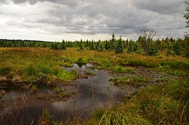 Stillgewässer im Naturschutzgebiet Georgenfelder Hochmoor