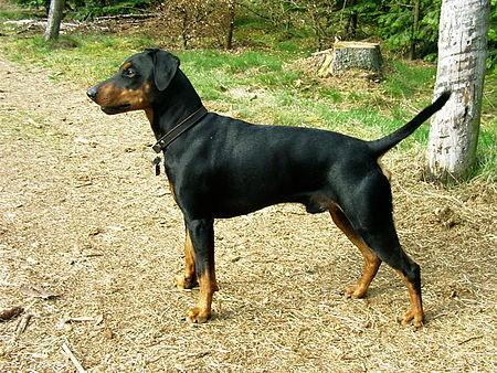 Tập_tin:German_Pinscher.JPG