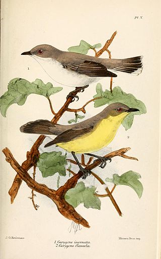 <span class="mw-page-title-main">Plain gerygone</span> Species of bird