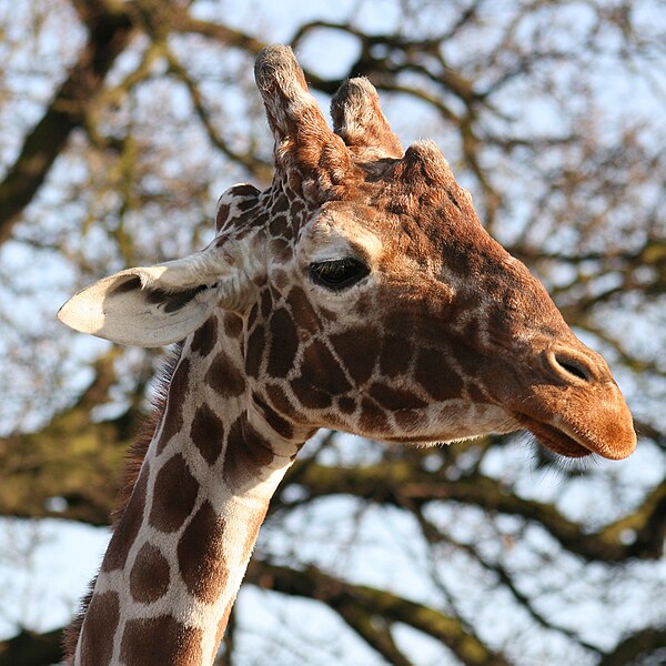 File:Giraffe head by Keven Law.jpg