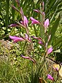 Gladiolus italicus