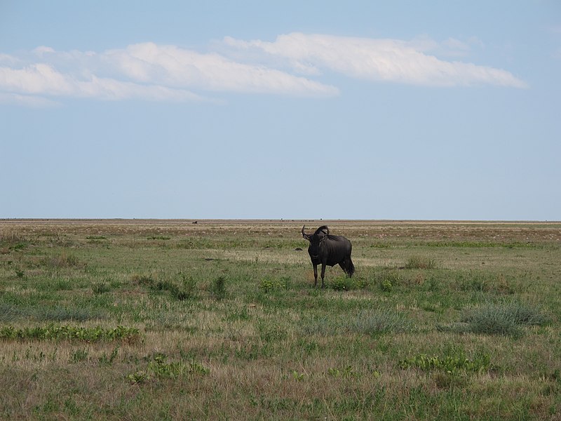 File:Gnus in Liuwa Plain National Park 02.jpg