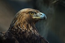 The golden eagle is the national symbol and animal of Albania. Golden eagle (13434882845).jpg
