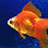 Goldfish icon.jpg