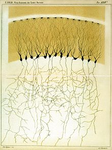 Golgi 1885 Plate XXIII.JPG