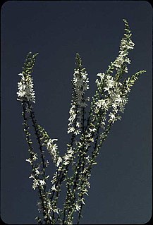 <i>Goodenia helmsii</i> Species of plant