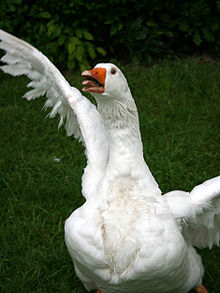 An Emden goose displaying aggression Goose attack.jpg