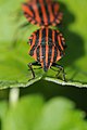 * Nomination: Graphosoma lineatum --ComputerHotline 09:54, 26 June 2010 (UTC) * Review Good focus on head and pronotum of the shield bug in front, but poor overall composition. A crop might get support. --Quartl 05:43, 28 June 2010 (UTC)
