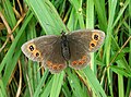 Erebia medusa ♀