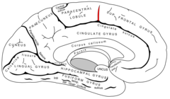 Paracentral sulcus. It defines the anterior boundary of the paracentral lobule.