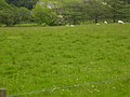 Grazing Land at Burnfoot Farm - geograph.org.uk - 829018.jpg