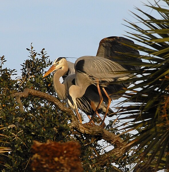 File:Great Blue Herons in Nesting Mode - Flickr - Andrea Westmoreland (1).jpg