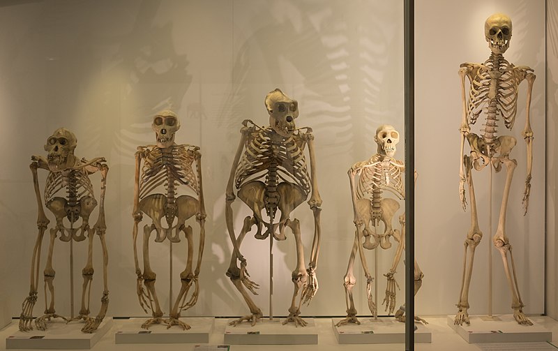File:Great ape skeletons in the Museum of Zoology, University of Cambridge.jpg