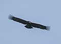 Greater Spotted Eagle (Clanga clanga) (32311401904).jpg