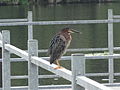 Green Heron