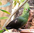 Birds of Eden aviary, South Africa