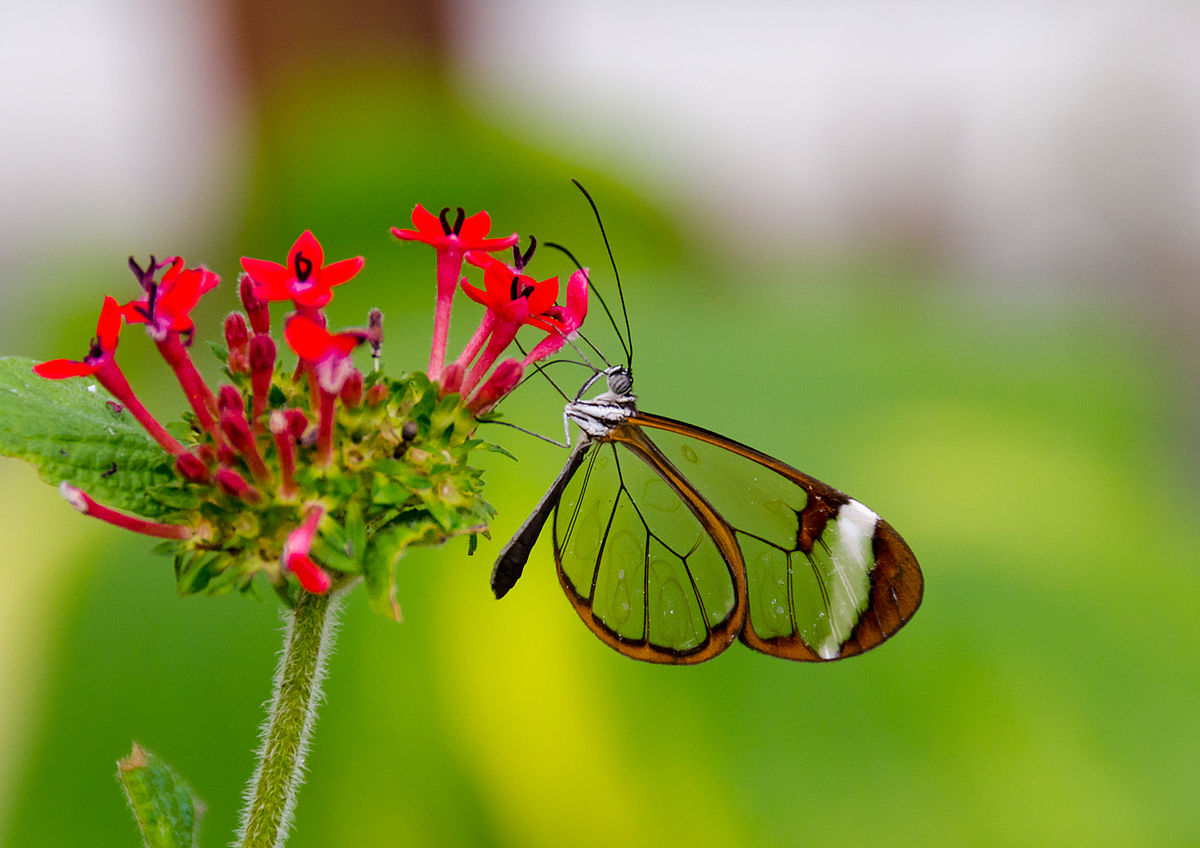 File:Greta Oto (Glasswing) Butterfly (6917391571).jpg - Wikimedia Commons