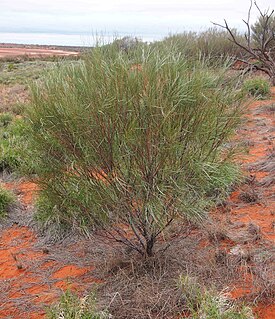 <i>Grevillea juncifolia</i> Species of shrub or tree in the family Proteaceae endemic to inland Australia